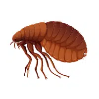 Flea | Insects Names in English