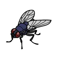 Fruit fly | Insects Names in English