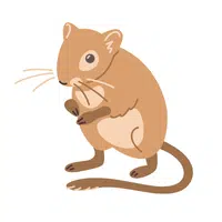 Farm Animals Names | Gerbil in English