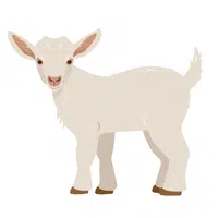 Animals Babies Names and Their Homes Names | Goat kid in English