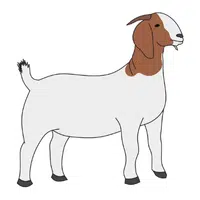 Farm Animals Names | Goat in English