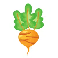 Golden Beet Yellow Vegetable Name in English