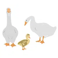 Goose _ Gosling in English