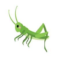 Grasshopper | Insects Names in English