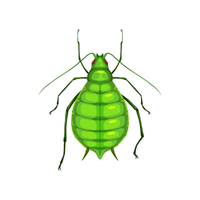 Greenfly | Insects Names in English