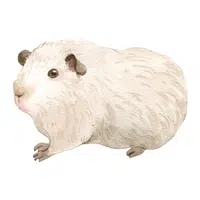 Farm Animals Names | Guinea Pig in English