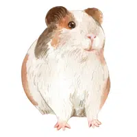 Animals Babies Names and Their Homes Names |Guinea Pig Pup in English