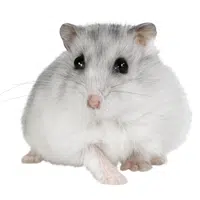 Hamster in English