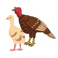 Animals and Their Babies Names |Hen _ Poult in English