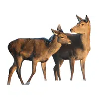 Animals and Their Babies Names |Hind _ Calf in English