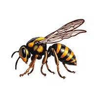 Hornet | Insects Names in English