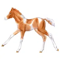 Foal in English