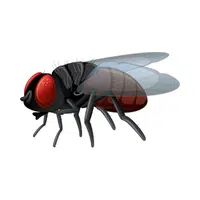 Housefly | Insects Names in English