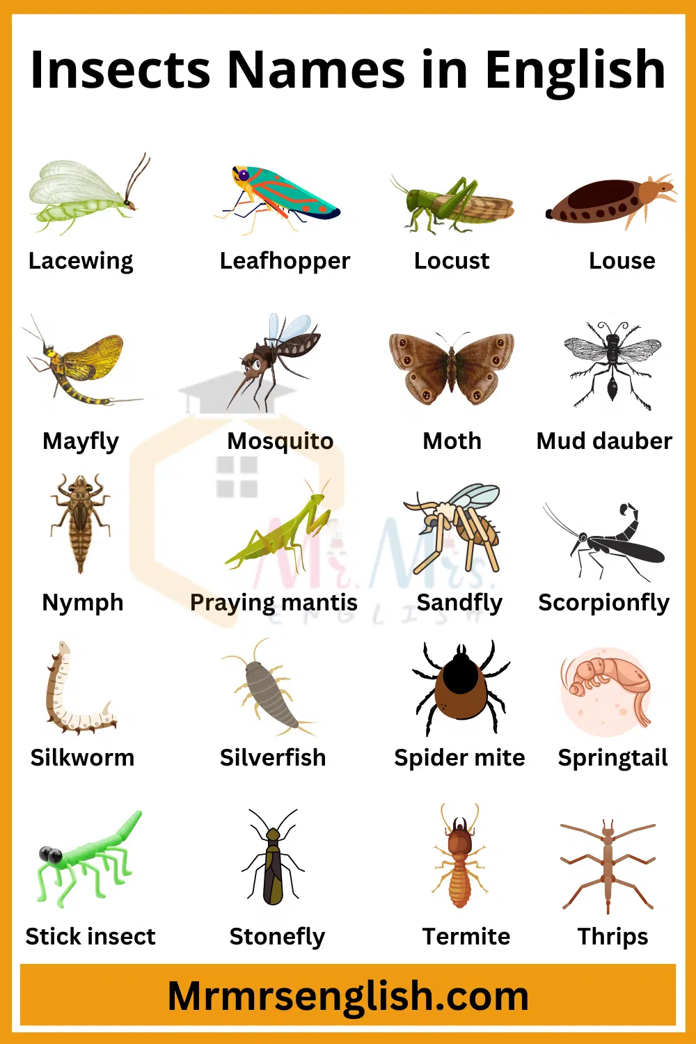 Insects Names in English