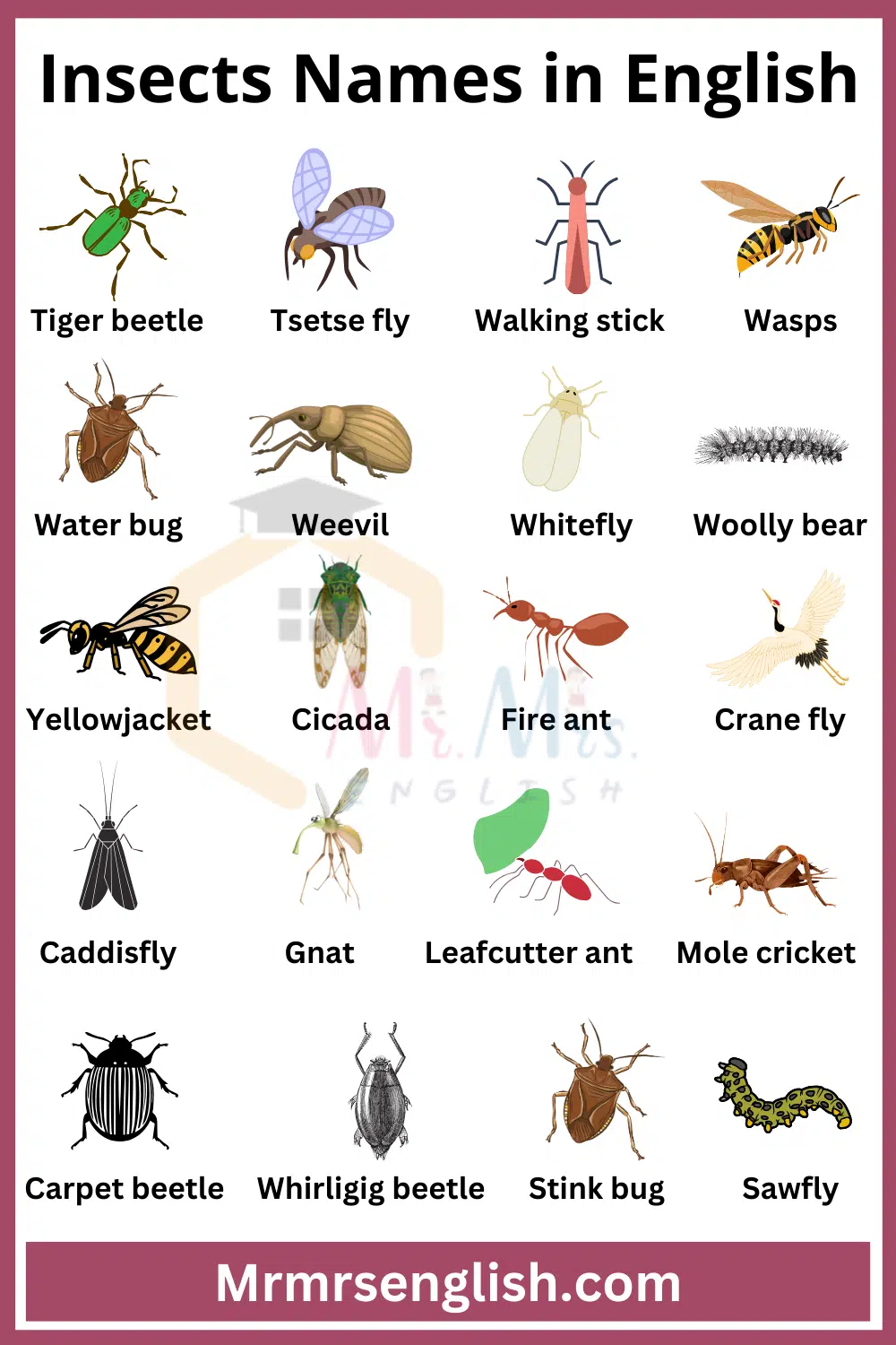 Insects Names in English