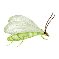 Lacewing | Insects Names in English