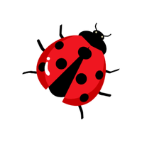 Ladybug | Insects Names in English