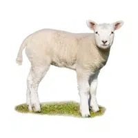 Farm Animals Names | Lamb in English