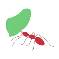 Leafcutter ant  Insect Name in English