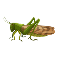 Locust | Insects Names in English