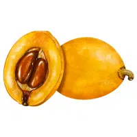 Loquat in English