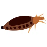 Louse | Insects Names in English