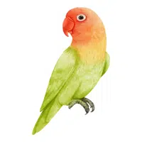 Farm Animals Names | Lovebird in English