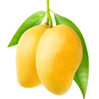 Mango in English