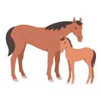 Animals and Their Babies Names |Mare — Foal in English
