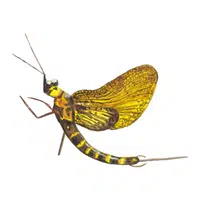Mayfly | Insects Names in English