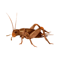 Mole cricket Insect Name in English