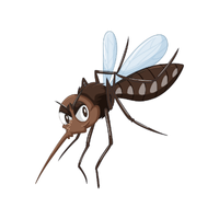 Mosquito | Insects Names in English