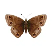 Moth | Insects Names in English