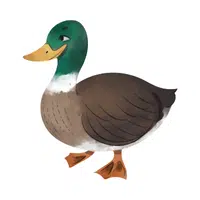 Farm Animals Names | Muscovy Duck in English