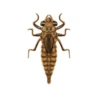 Nymph | Insects Names in English