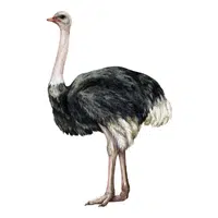 Farm Animals Names | Ostrich in English