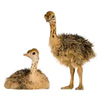 Animals Babies Names and Their Homes Names |Ostrich chick in English