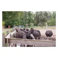 Animals Babies Names and Their Homes Names |Ostrich pen in English