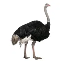 Animals Babies Names and Their Homes Names |Ostrich in English