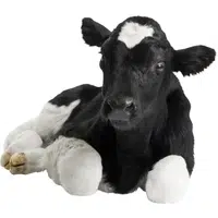 Ox Calf in English