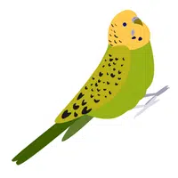Parrot Chick in English