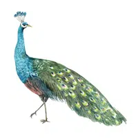 Animals Babies Names and Their Homes Names | Peacock in English