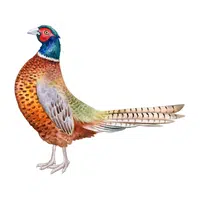 Pheasant in English