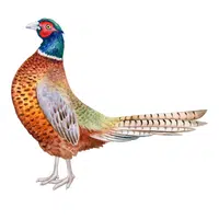 Animals Babies Names and Their Homes Names |Pheasant chick in English