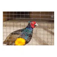 Animals Babies Names and Their Homes Names |Pheasant pen in English