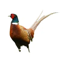 Animals Babies Names and Their Homes Names |Pheasant in English