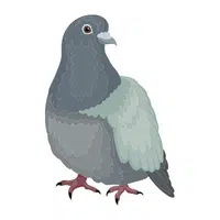 Farm Animals Names | Pigeon in English