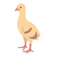 Poult in English