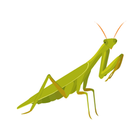 Praying mantis | Insects Names in English