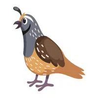 Farm Animals Names | Quail in English
